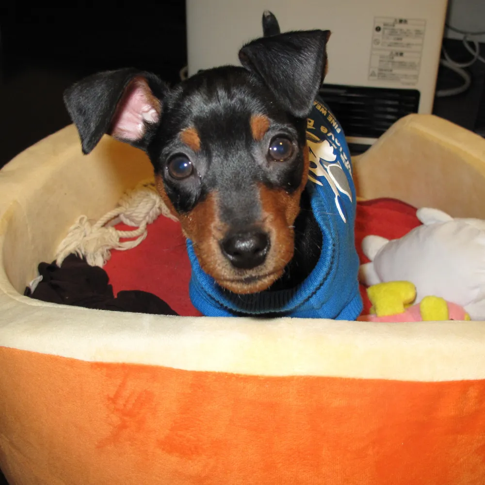 ミニチュアピンシャーの子犬