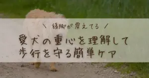 犬の膝蓋骨脱臼（パテラ）の症状と整体ケアを解説するブログ記事のアイキャッチ画像