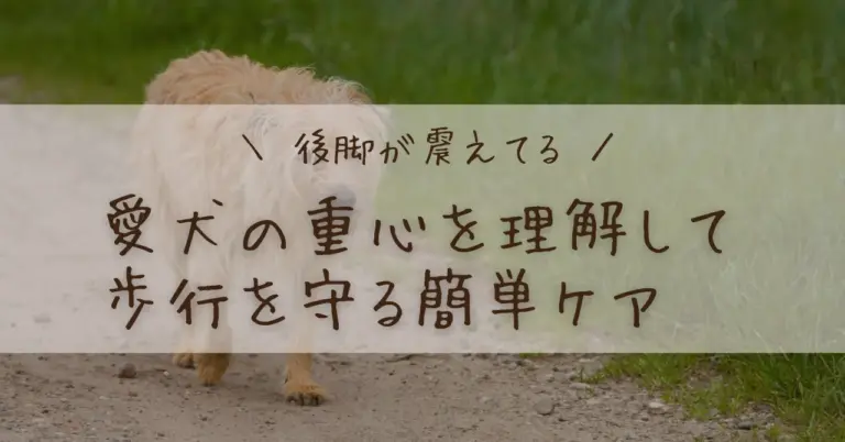 犬の膝蓋骨脱臼（パテラ）の症状と整体ケアを解説するブログ記事のアイキャッチ画像