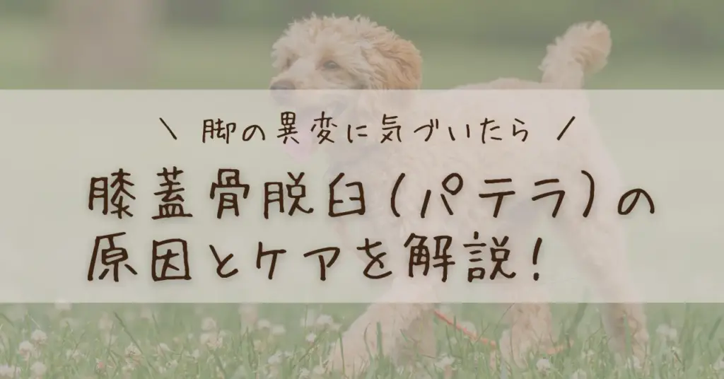 芝生の上を走る犬の背景に「脚の異変に気づいたら 膝蓋骨脱臼(パテラ)の原因とケアを解説!」と書かれたアイキャッチ画像。犬の膝蓋骨脱臼(パテラ)の症状や原因、整体ケアについて説明するブログ記事用。
