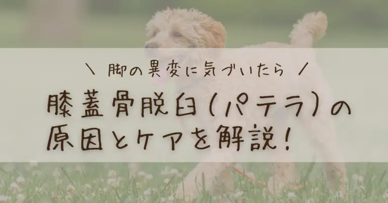 芝生の上を走る犬の背景に「脚の異変に気づいたら　膝蓋骨脱臼（パテラ）の原因とケアを解説！」と書かれたアイキャッチ画像。犬の膝蓋骨脱臼（パテラ）の症状や原因、整体ケアについて説明するブログ記事用。